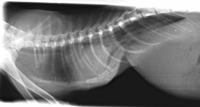 Chest Wall Deformities in Kittens chest x-ray